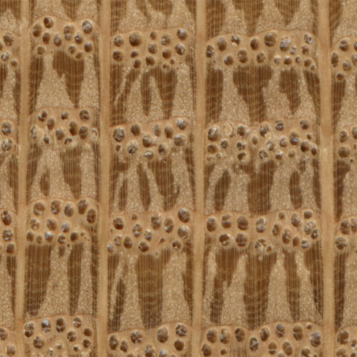 Cross section of American white oak showing tyloses and medullary rays